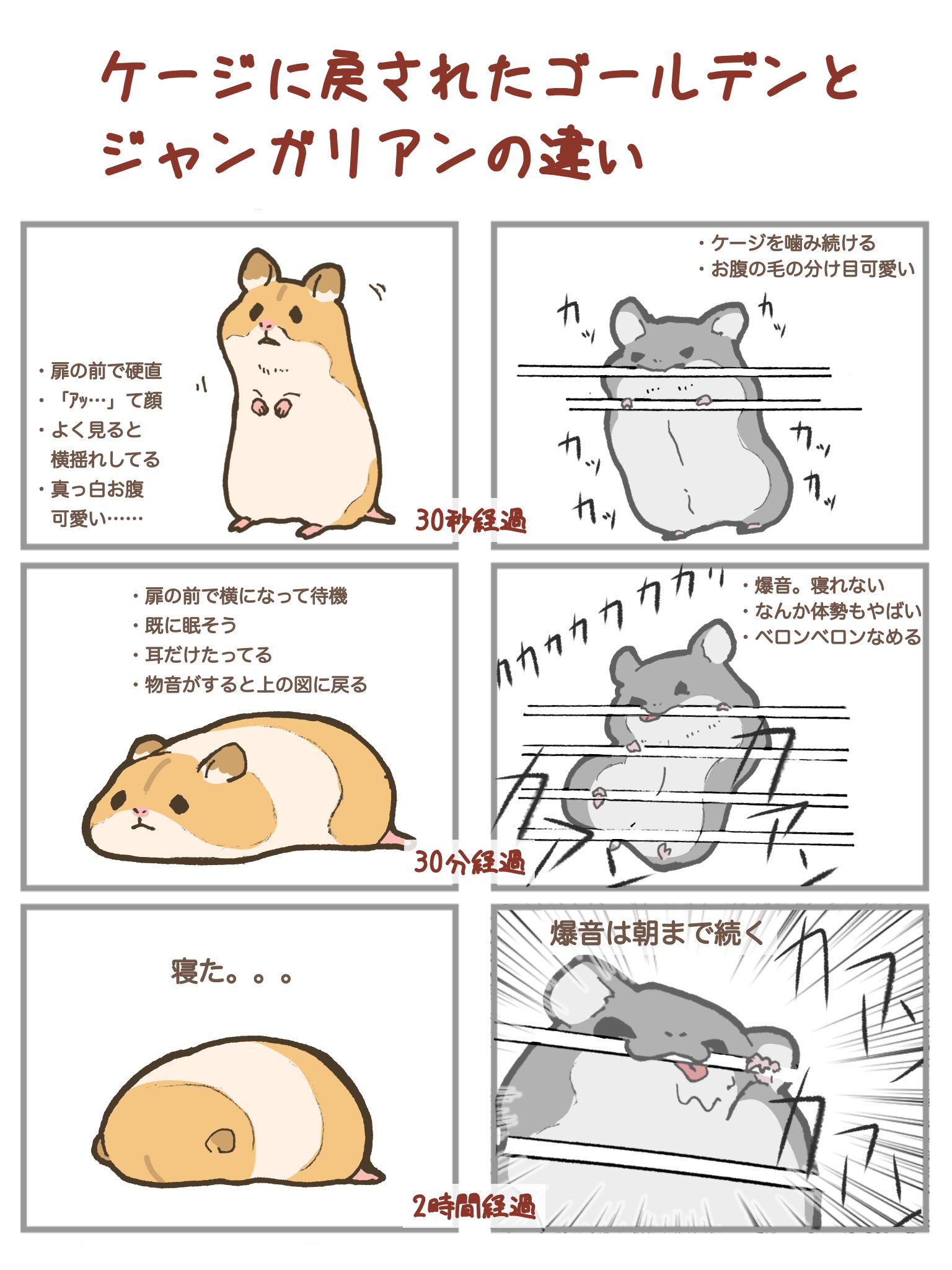 ケージに戻された後の ゴールデンハムスターとジャンガリアンハムスターの違いを描いたイラストが話題に 話題の画像プラス