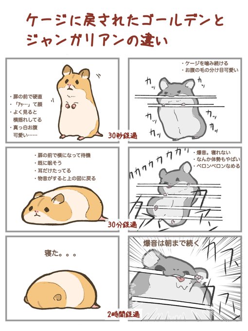 ジャンガリアンハムスター のイラスト マンガ作品 8 件 Twoucan ジャンガリアンハムスター のイラスト マンガ作品 8 件 Twoucan