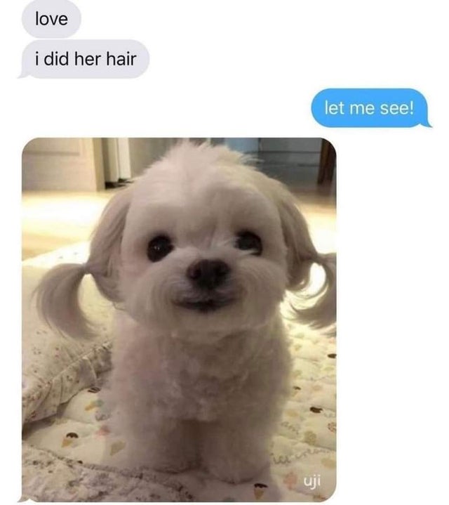 WholesomeMemes (@wholesomememe) on Twitter photo 