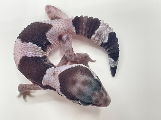 かねだい伊勢原店 総合編 犬 猫 小動物入荷速報 Sale告知など さん の最近のツイート 3 Whotwi グラフィカルtwitter分析