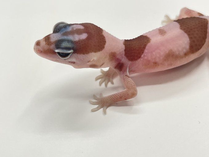 かねだい伊勢原店 総合編 犬 猫 小動物入荷速報 Sale告知など さん の最近のツイート 3 Whotwi グラフィカルtwitter分析