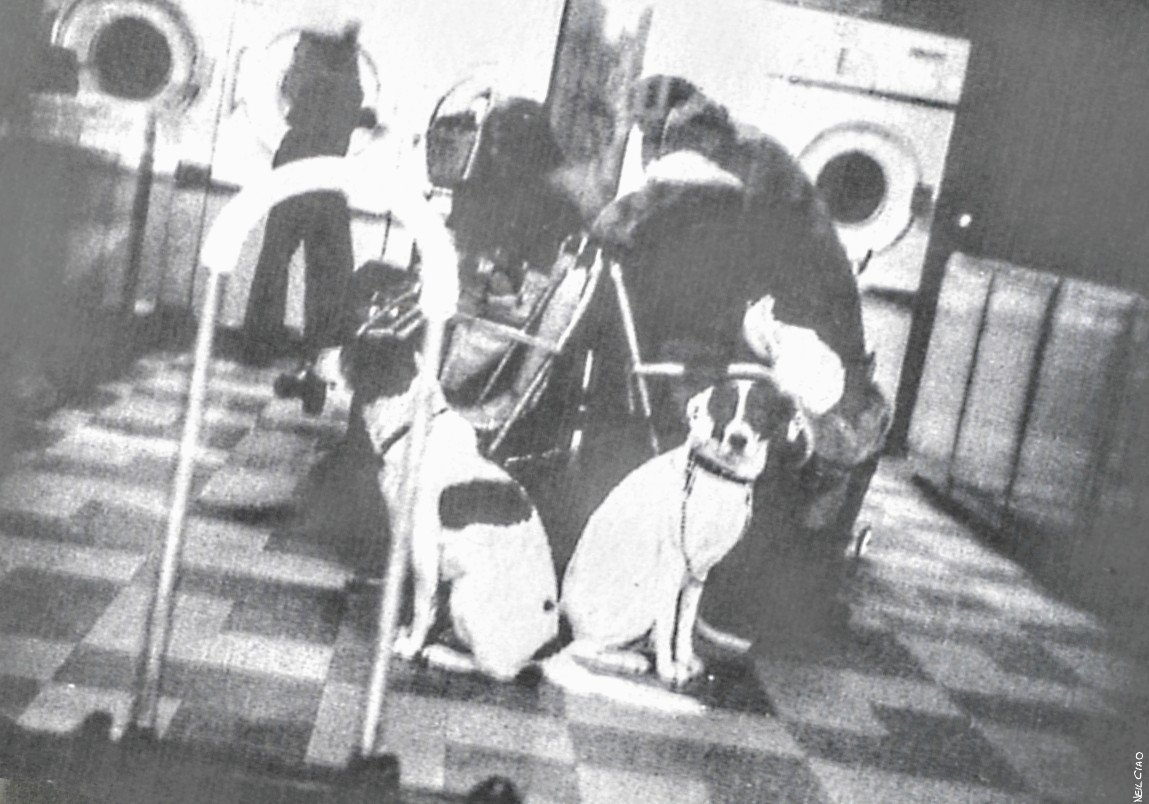Black and white photo of two dogs 
in a launderette, one looking at the viewer the other looking to the left as you look at the picture - NLOK - Neil Lillystone