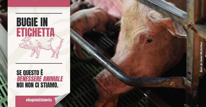 Uno spazio di 1,1 mq per suini fino a 170 kg voi lo etichettereste come benessere animale? <a href="/MinisteroSalute/">Ministero della Salute</a> @Mipaaf_ <a href="/robersperanza/">Roberto Speranza</a> <a href="/SPatuanelli/">Stefano Patuanelli</a>: il vostro progetto di certificazione prende in giro i consumatori! 
#BugieInEtichetta #ConferenzaStatoRegioni