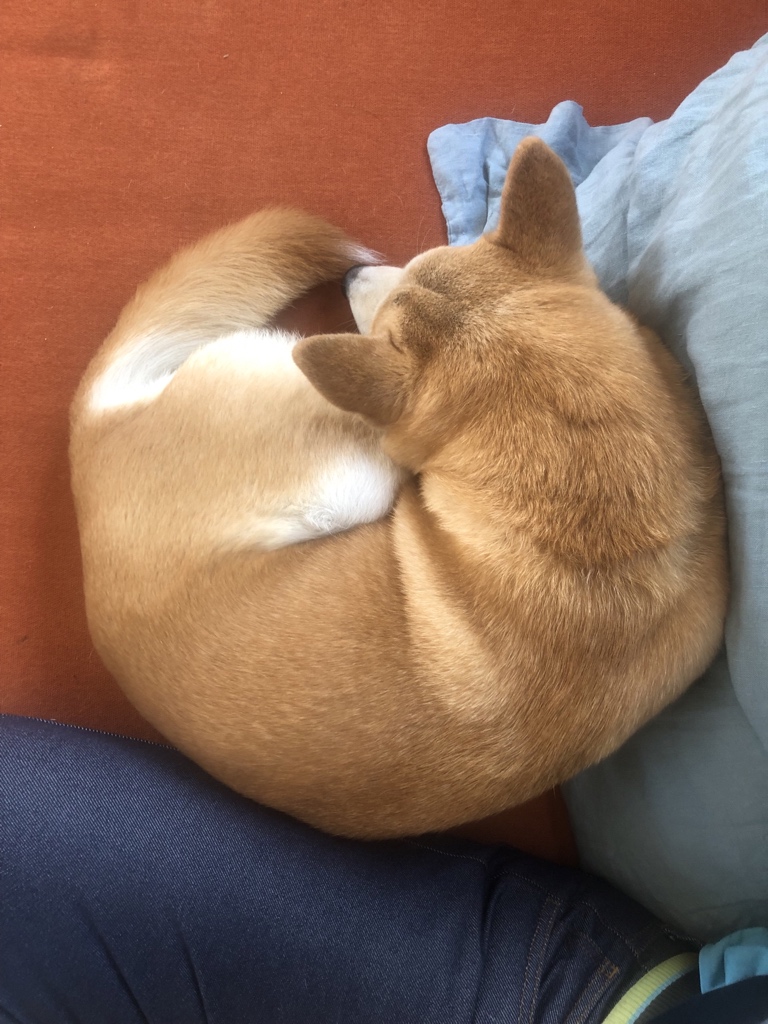 _nb's tweet photo. Il y a un logo firefox sur mon canapé (c’est @JunaDota) https://t.co/jHuMTG2zrC
