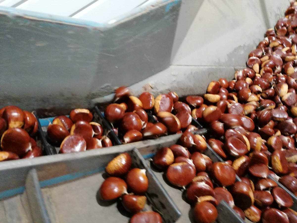 OrigineCevennes's tweet photo. @Gard @GardTourisme @PnCevennes @ReseauCivam @Chambagri30 Une belle saison pour la 🌰 💚 https://t.co/pKhFM5Ixvb