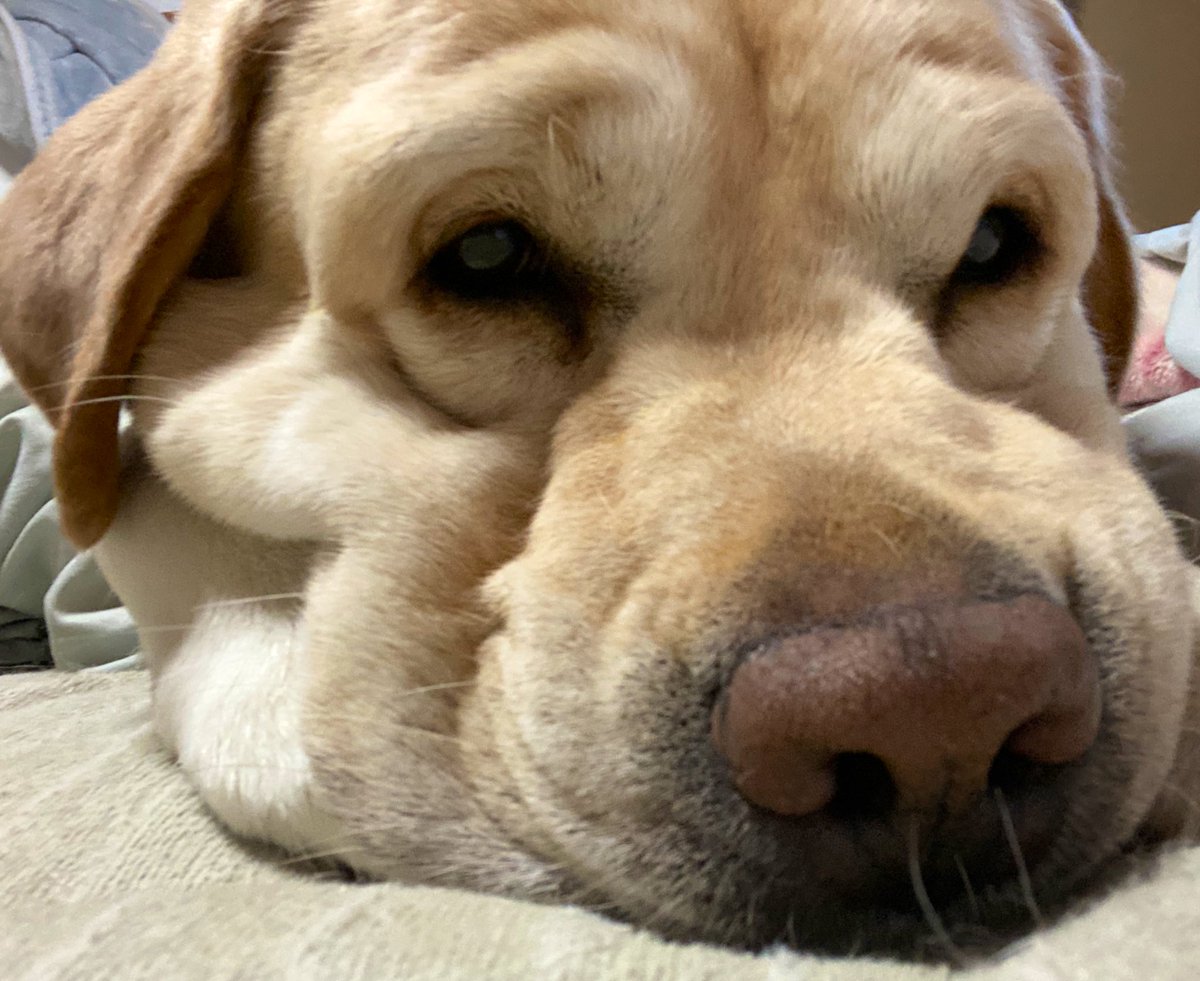 Top Tweets For ぶさかわ犬 Instalker Top Tweets For ぶさかわ犬 Instalker