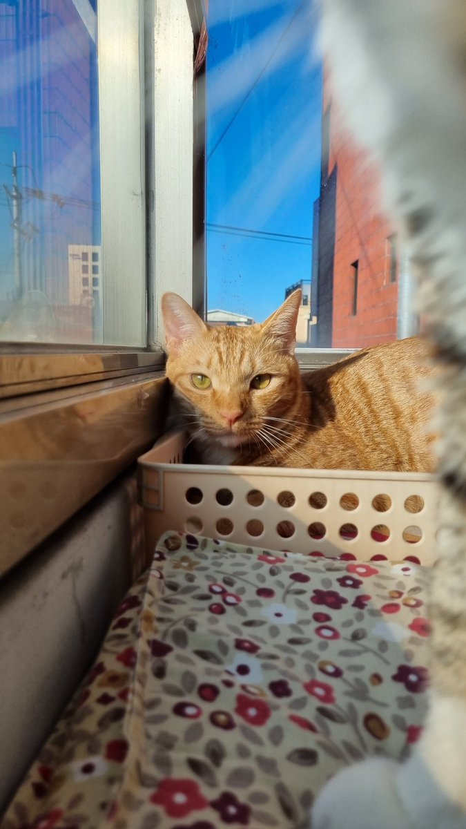 aky_cat's tweet image. 짜잔 오랜만이죠 ☆