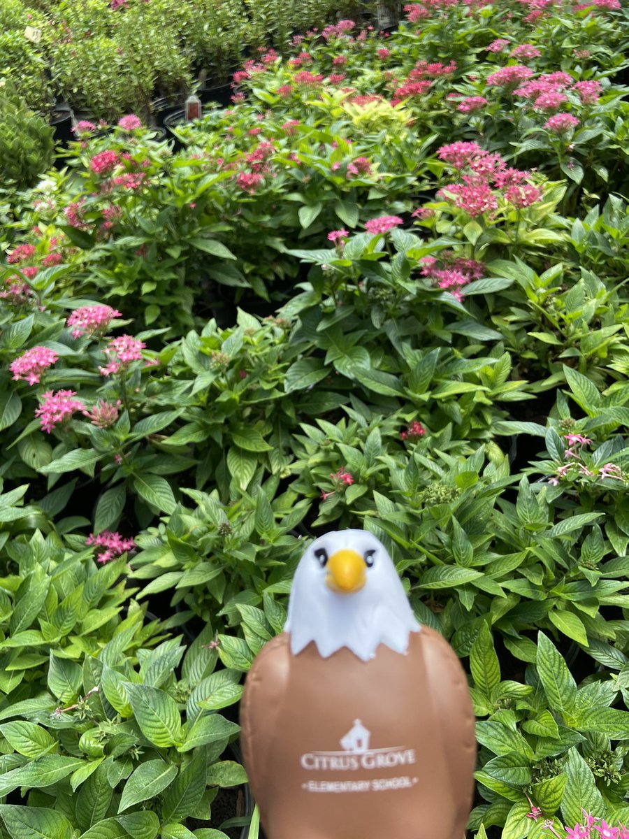 kmevans3's tweet photo. While visiting a local nursery, Squeagle @CitrusGrove_VCS took time to learn about plants and enjoyed the beauty of flowers! #squeagleadventures #cgesqueagle https://t.co/vab3aUR3UZ