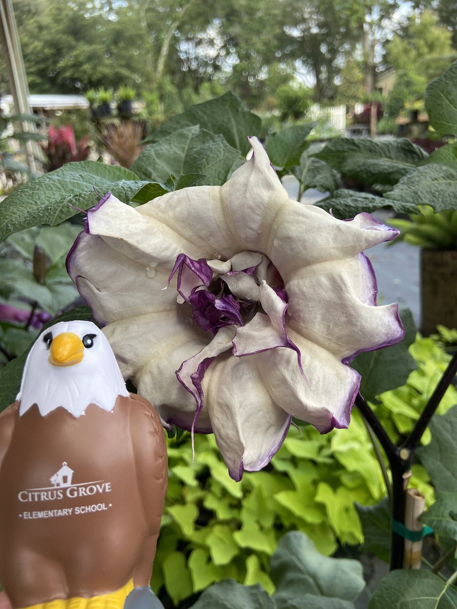 kmevans3's tweet photo. While visiting a local nursery, Squeagle @CitrusGrove_VCS took time to learn about plants and enjoyed the beauty of flowers! #squeagleadventures #cgesqueagle https://t.co/vab3aUR3UZ