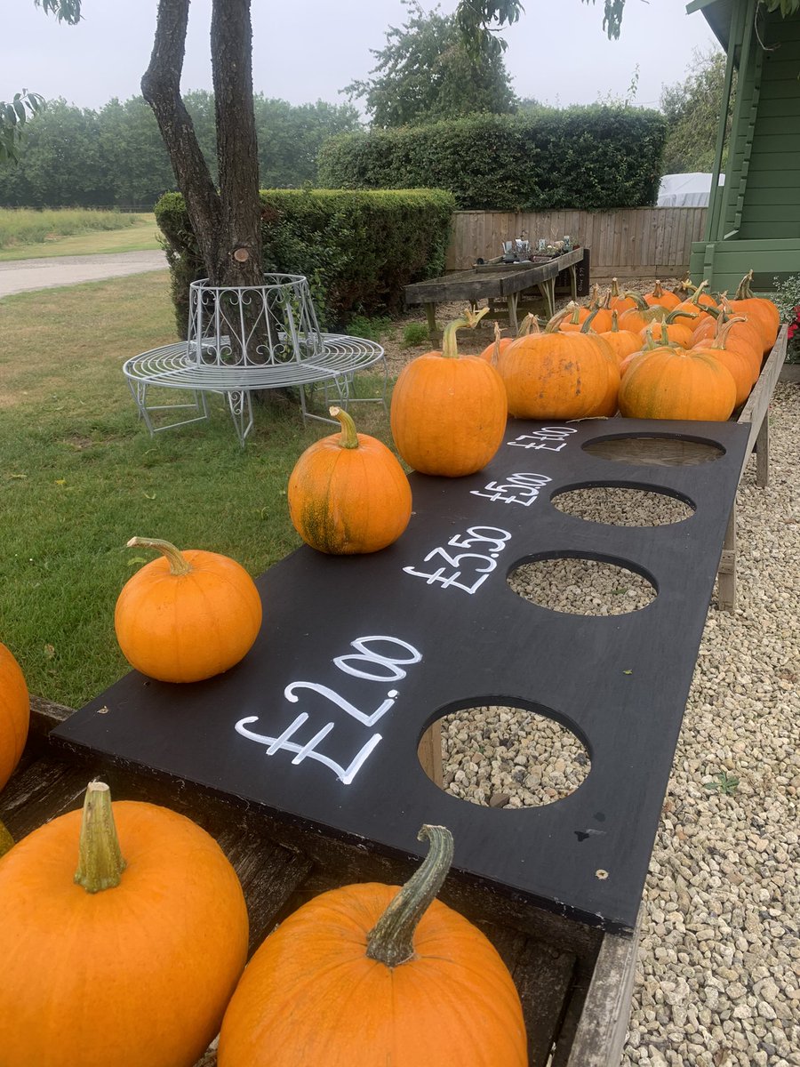 PeachCroftFarm's tweet photo. 🎃Pumpkins from £2! 🎃

Get ready for Halloween or start making those pumpkin pies! 

#shoplocal #pumpkins #britishfarming #abingdon https://t.co/zQDdkqnPci