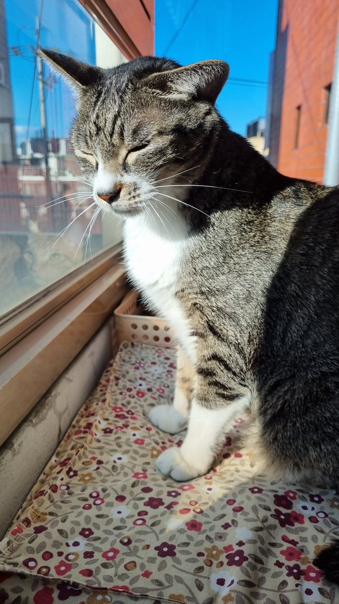 aky_cat's tweet image. 짜잔 오랜만이죠 ☆