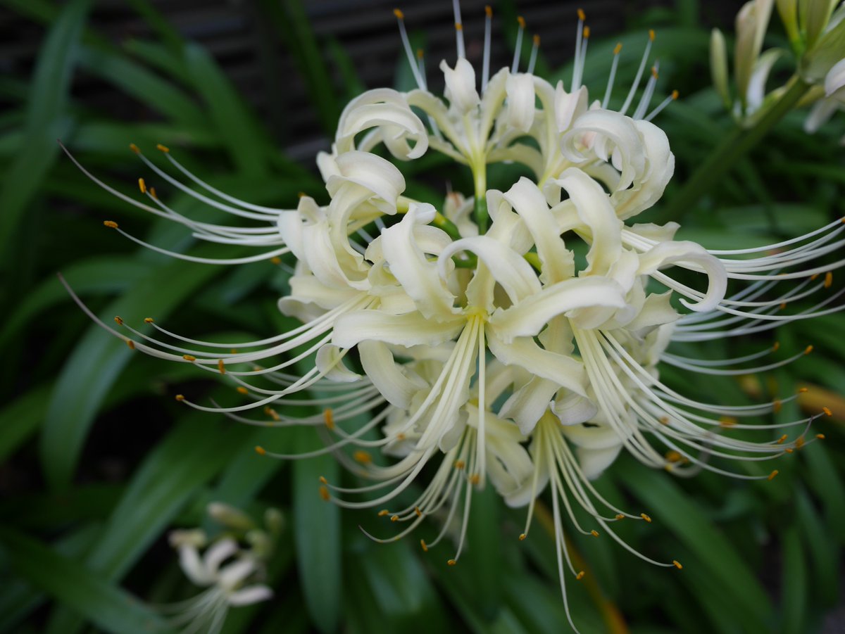 うさぎのしっぽ 9月23日の誕生花のひとつ彼岸花 白 中国原産ヒガンバナ科ヒガンバナ属の多年草 花 言葉 想うのは貴方だけ 想うは貴方唯一人 また会う日を楽しみに 基本の赤花の他に白花や黄花や桃花もあり学名のlicoris Radiataはギリシャ神話に登場する