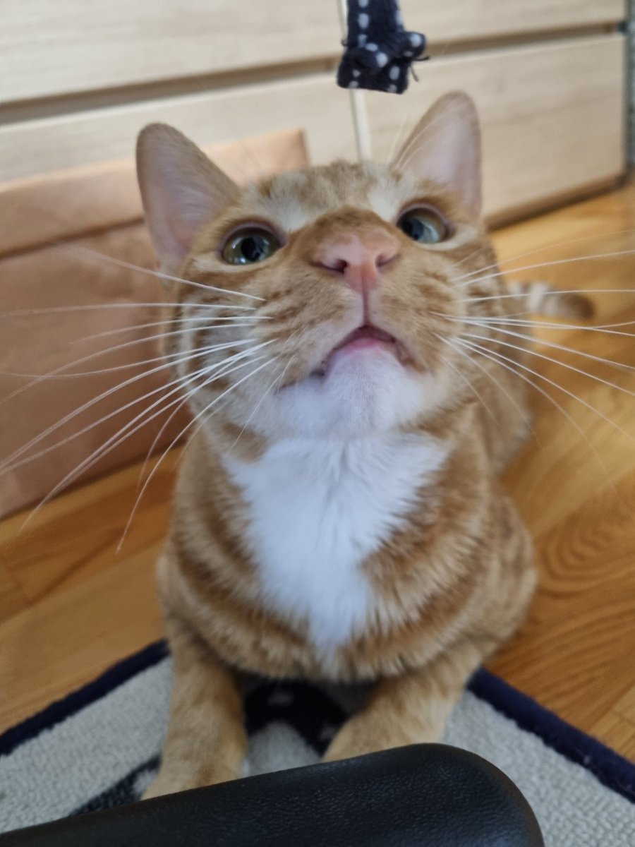 aky_cat's tweet image. 꼬맹이와 아저씨는 잘 지내요 😚