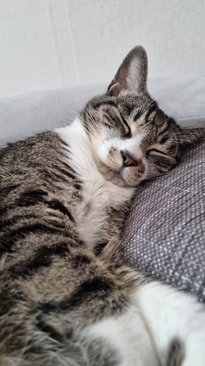 aky_cat's tweet image. 꼬맹이와 아저씨는 잘 지내요 😚