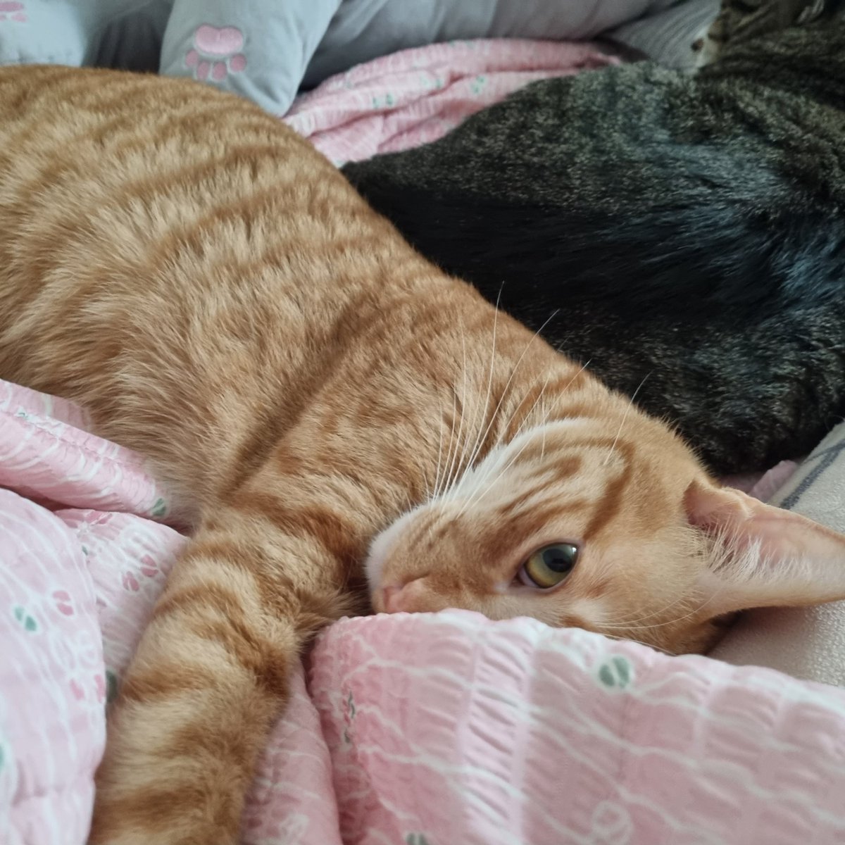 aky_cat's tweet image. 꼬맹이와 아저씨는 잘 지내요 😚