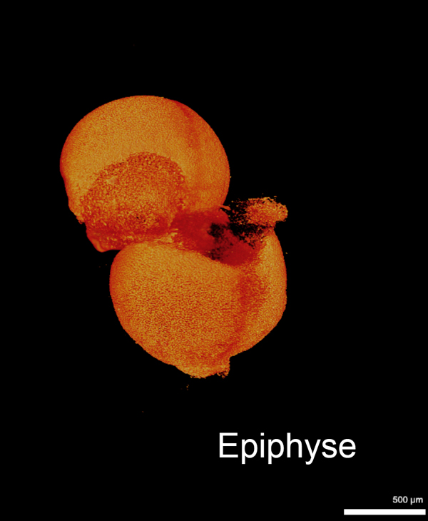 Fr_BioImaging's tweet photo. 📅Save the date! 14/10 Online
Journée d’animation autour de la #transparisation des échantillons pour la #microscopie proposée par les plateformes H2P2, @mricphotonics, MicroPICell et APEX et le réseau @Biogenouest 
👉Infos &amp; inscriptions: https://t.co/WWLkPZB9X6 https://t.co/uA2nzpX4Gy