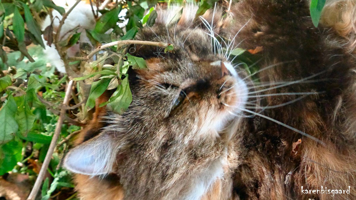 KarenBisgaard1's tweet photo. https://t.co/FkKQ7xdk8s
#fluffycat #gardencat #rollingcat #autumn2021 https://t.co/yvthwvMxKZ