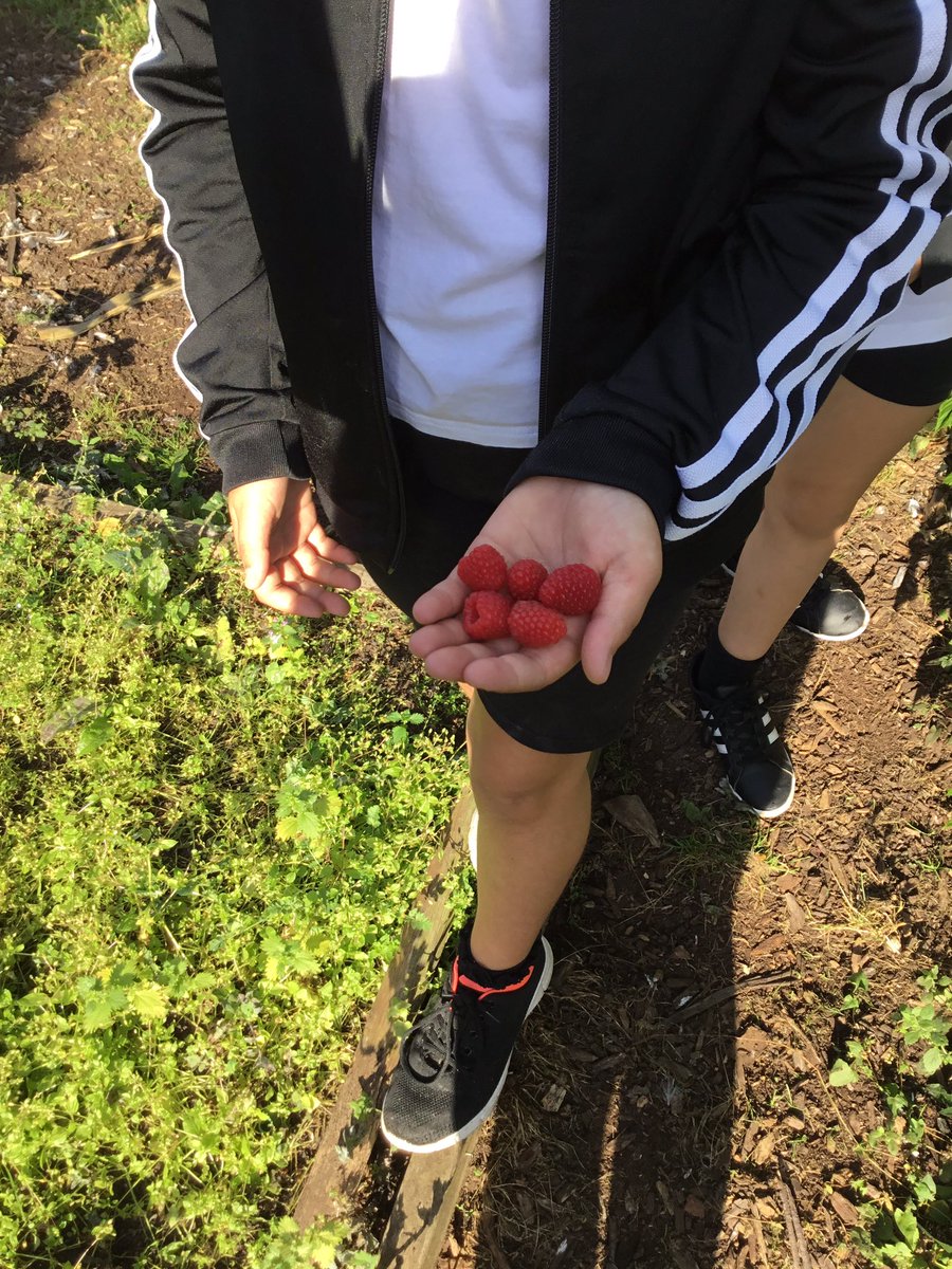 LeysFarm's tweet photo. 6H have had a busy morning picking fruit for our snack for break time🍏🍐 #LFJSoutdoorlearning https://t.co/ilOqhBp6ab