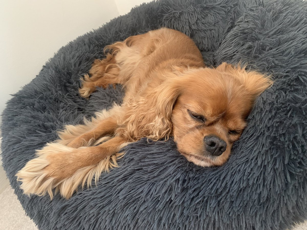 Barbara-Anne Robertson (she/her/hers) (@canuckinengland) on Twitter photo Today is his last day of ‘fur’-lough. This pup is back on the job tomorrow as a well-being dog <a href="/NewcastlePsych/">Newcastle Psychology</a> <a href="/UniofNewcastle/">Newcastle University</a>. He’s missed the buzz on campus (and the treats and ear-rubs). He’s resting up ahead of a big day at work tomorrow. Today is his last day of ‘fur’-lough. This pup is back on the job tomorrow as a well-being dog <a href="/NewcastlePsych/">Newcastle Psychology</a> <a href="/UniofNewcastle/">Newcastle University</a>. He’s missed the buzz on campus (and the treats and ear-rubs). He’s resting up ahead of a big day at work tomorrow.