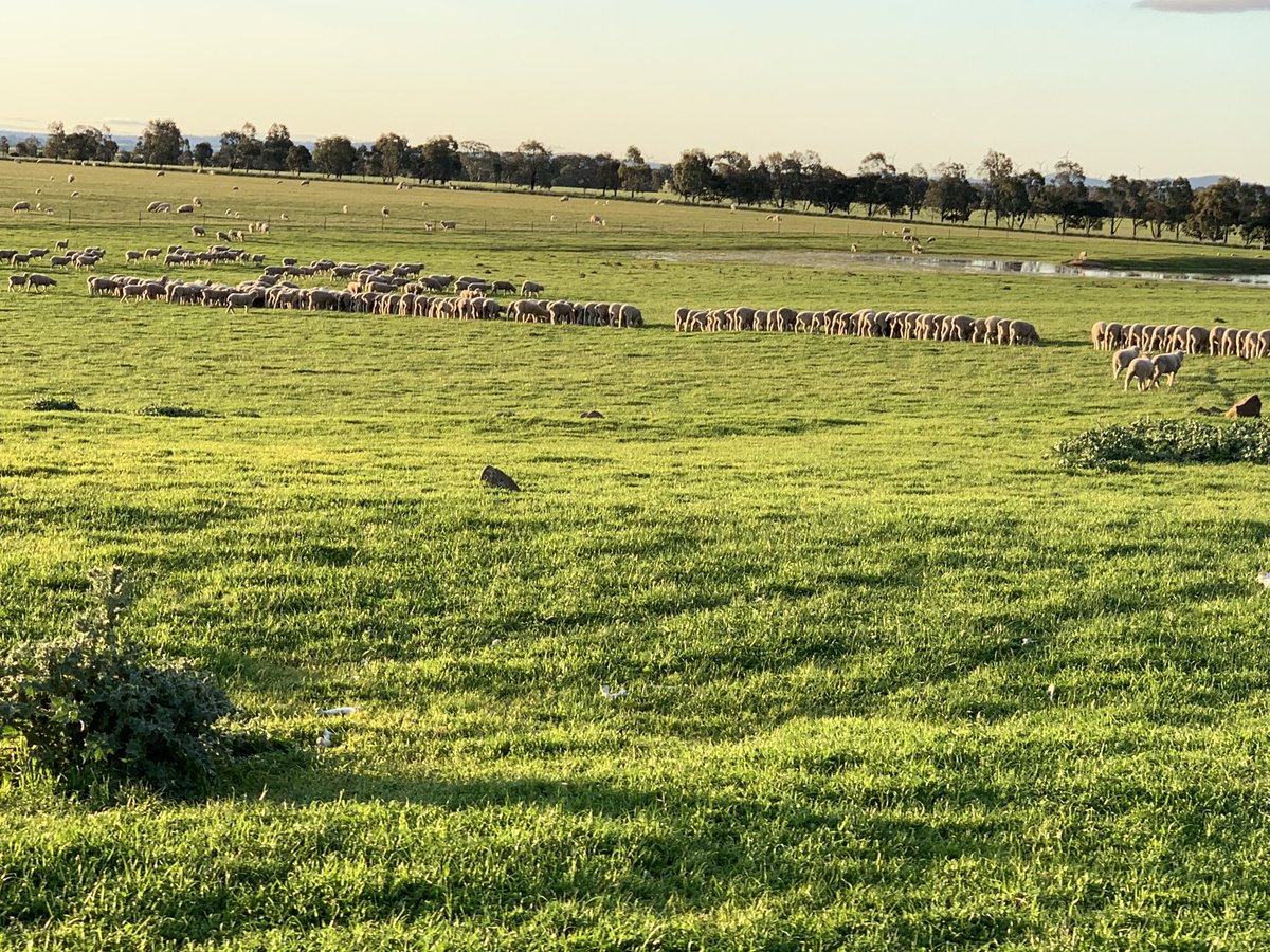 Very satisfying to see lambs come to grain post weaning.