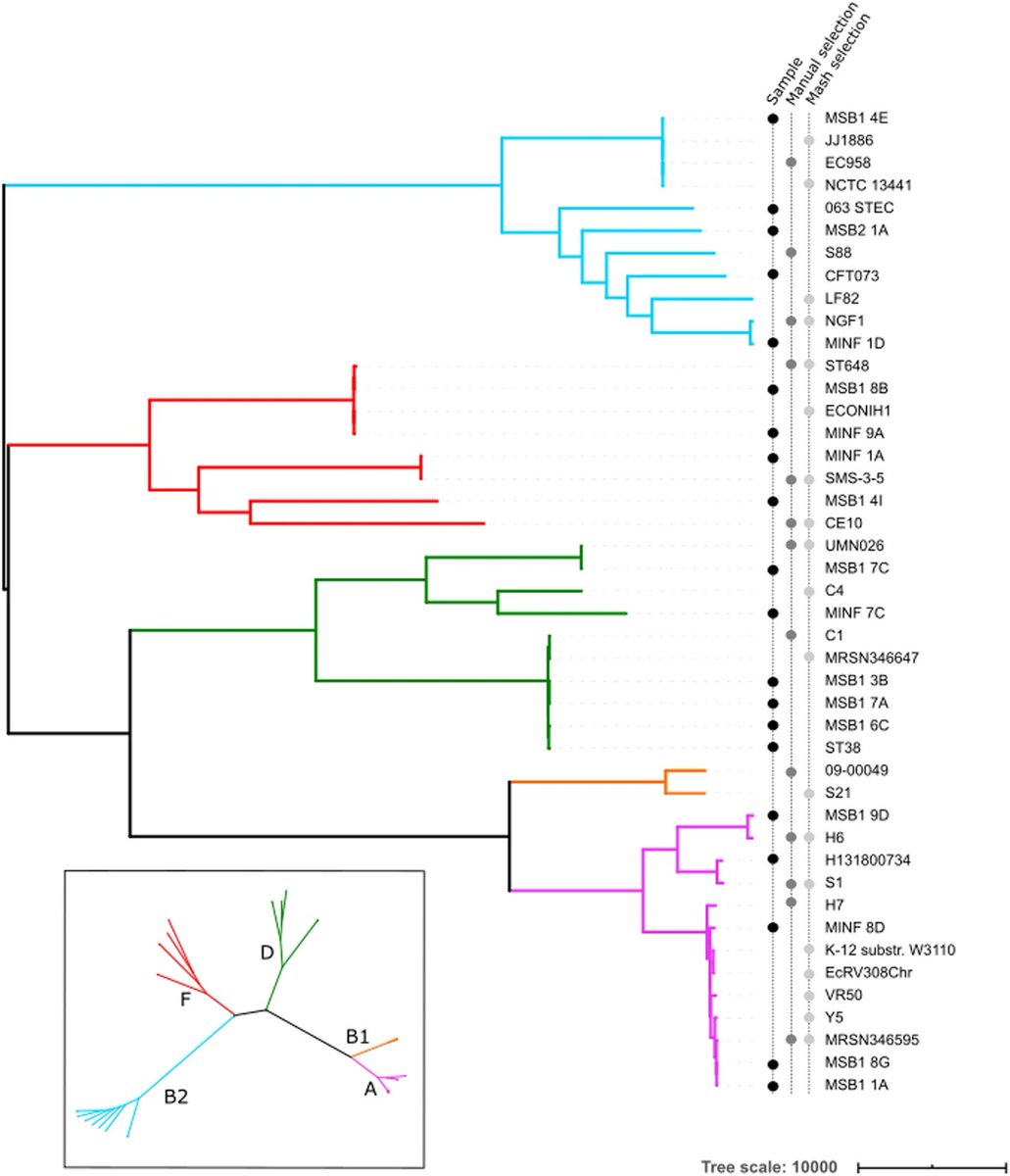 MColebrook's tweet image. Pandora: #nucleotide-resolution #bacterial #pangenomics with reference #graphs
doi.org/10.1186/s13059…
&amp;gt; #Genomics #Bioinformatics #Bioinformática