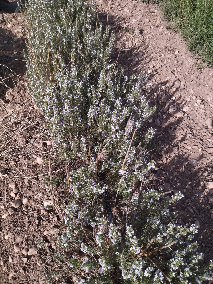 CITAAragon's tweet photo. El proyecto #FITE #RegATeA sigue cosechando en las parcelas de ensayo. En esa ocasión es satureja en Mas de las Matas.
#investigación #ciencia #ensayo #aromáticas
#Teruel 
@GobAragon https://t.co/dg5UnhZ0zo