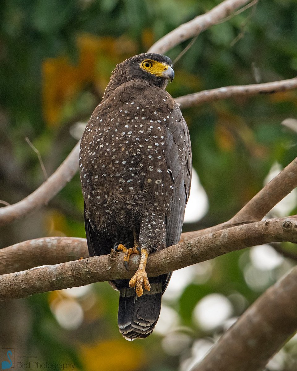 Kothiala's tweet photo. Andaman serpent eagle (Spilornis elgini) roosting on one leg
Birds often hold one foot inside their belly feathers to minimize heat loss, this one preferred to keep it stretched out, seems he wanted to put himself on overdrive 😆
#BirdsSeenIn2021 #IndiAves #Birds #HappyClick https://t.co/g4G89S3rm5