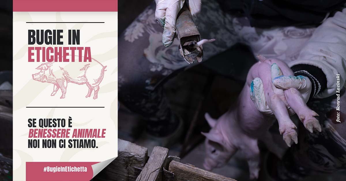 Greenpeace_ITA's tweet photo. Il taglio sistematico della coda è la norma negli allevamenti di suini italiani. @MinisteroSalute @Mipaaf_ @robersperanza: il vostro sistema per certificare il benessere animale prevede deroghe inaccettabili, chiediamo revisione! #BugieInEtichetta #ConferenzaStatoRegioni https://t.co/FgGuEhnzTT