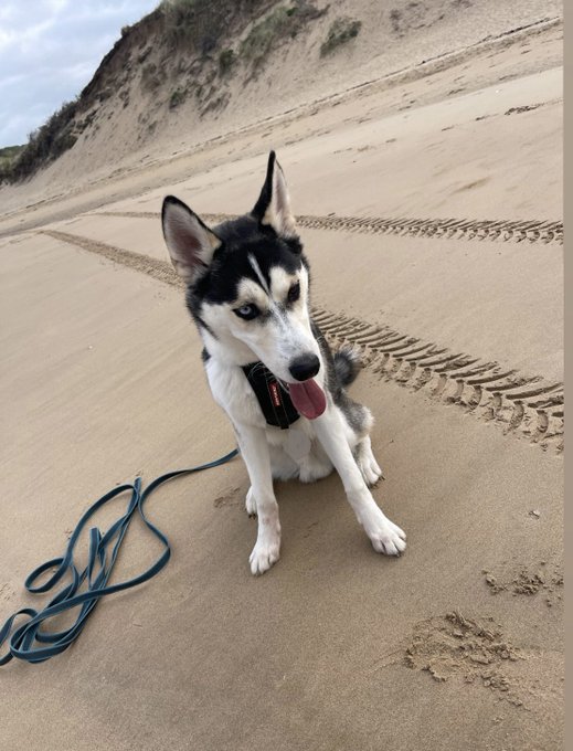 Time line cleanser. #loki ❤️ https://t.co/WjoSlCf3P1<a href="/tag/loki"class="tags">#loki</a>