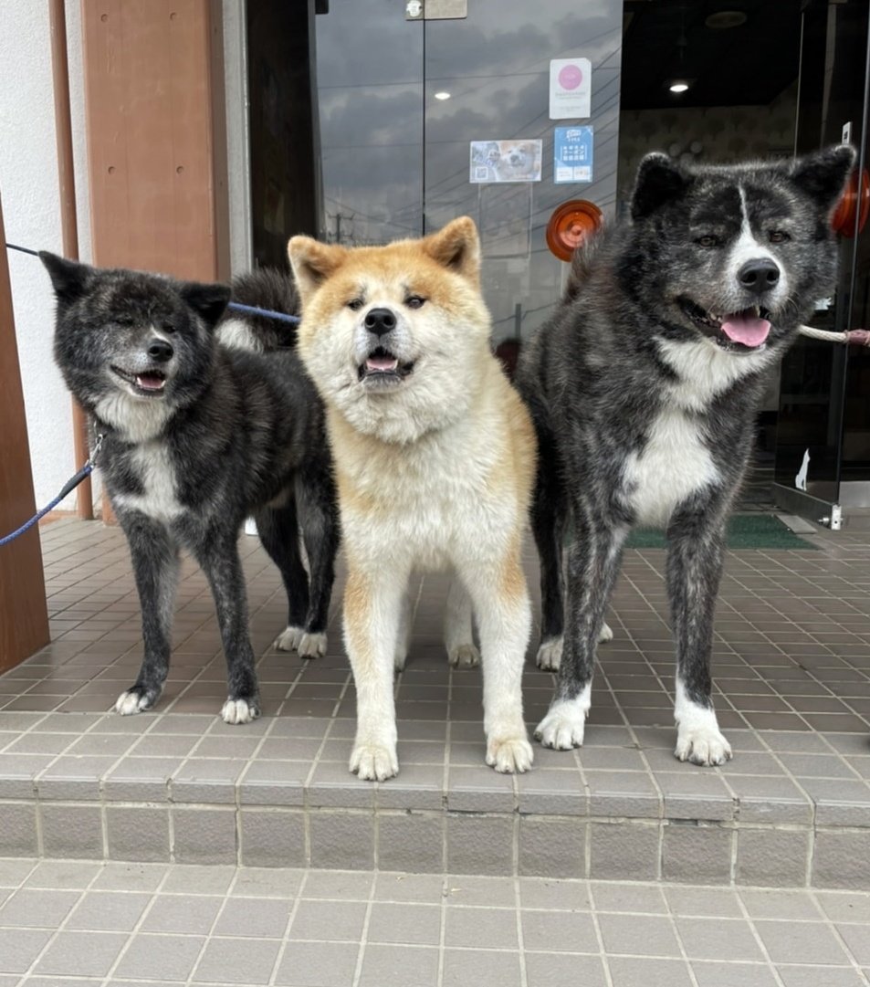 銀ちゃん（5歳）20キロちょっと🐕 くろべえ（6歳）20キロちょっと