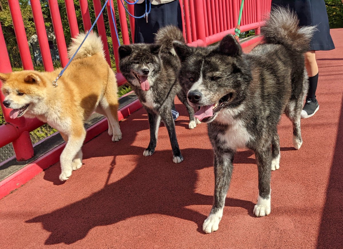 銀ちゃん（5歳）20キロちょっと🐕 くろべえ（6歳）20キロちょっと