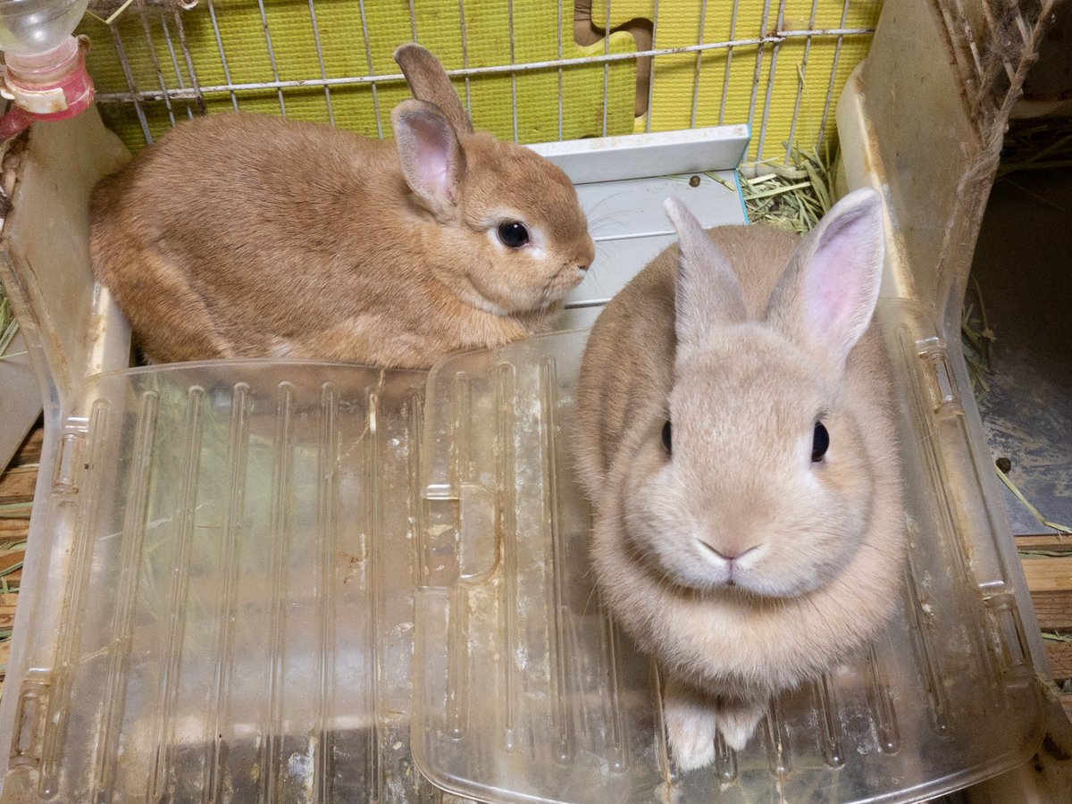 じゃむねこ V Twitter 今日のうさぎ 2匹ともケージの外にいました トットちゃんをバックに写ってるハッピーはなかなか可愛く撮れたかな うさぎ ウサギ ネザーランドドワーフ うさぎの写真 うさぎのいる暮らし うさぎ好きさんと繋がりたい うさぎのいる生活