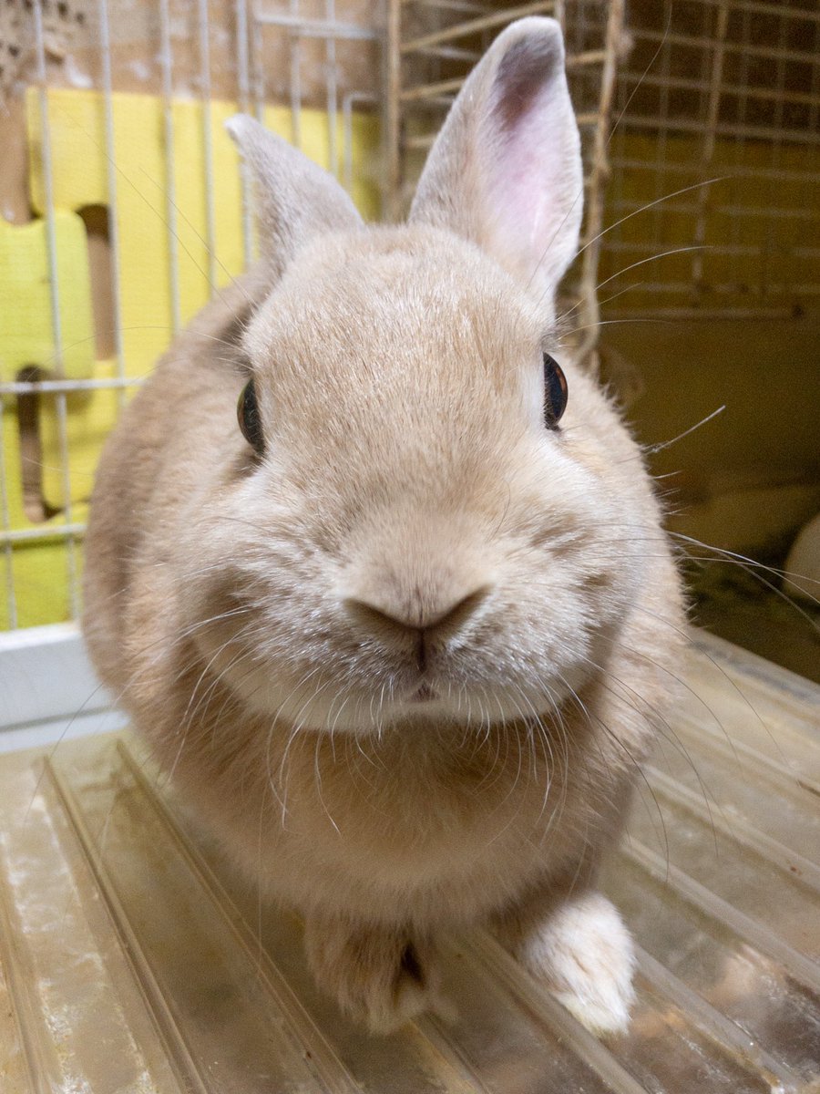 じゃむねこ V Twitter 今日のうさぎ 2匹ともケージの外にいました トットちゃんをバックに写ってるハッピーはなかなか可愛く撮れたかな うさぎ ウサギ ネザーランドドワーフ うさぎの写真 うさぎのいる暮らし うさぎ好きさんと繋がりたい うさぎのいる生活