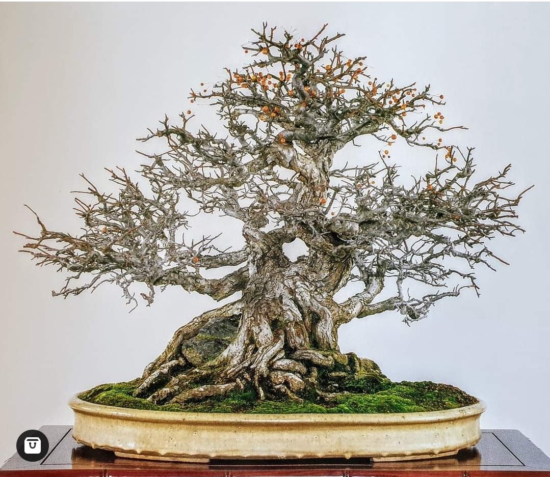 bonsaikido's tweet photo. #Malus #sieboldii - #Kokufu - 1995
Hoy miércoles ⏳abierto de 18 a 21h.
Paseo de la Castellana, 100, bajo izda.
BONSAIKIDO, tu tienda y escuela de #bonsai
en Madrid. https://t.co/BoVmVxKvCx https://t.co/fgd86PFy6F