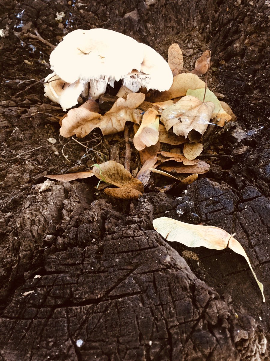 HTAClass1F's tweet photo. As today is the first day of Autumn we went out to Ecoland to investigate how the world around us is changing. We found berries, mushrooms and sycamore seeds. The grass looked long and dry and the leaves on the trees are starting to change colour . It looked very beautiful. https://t.co/OfRMaNDCQp