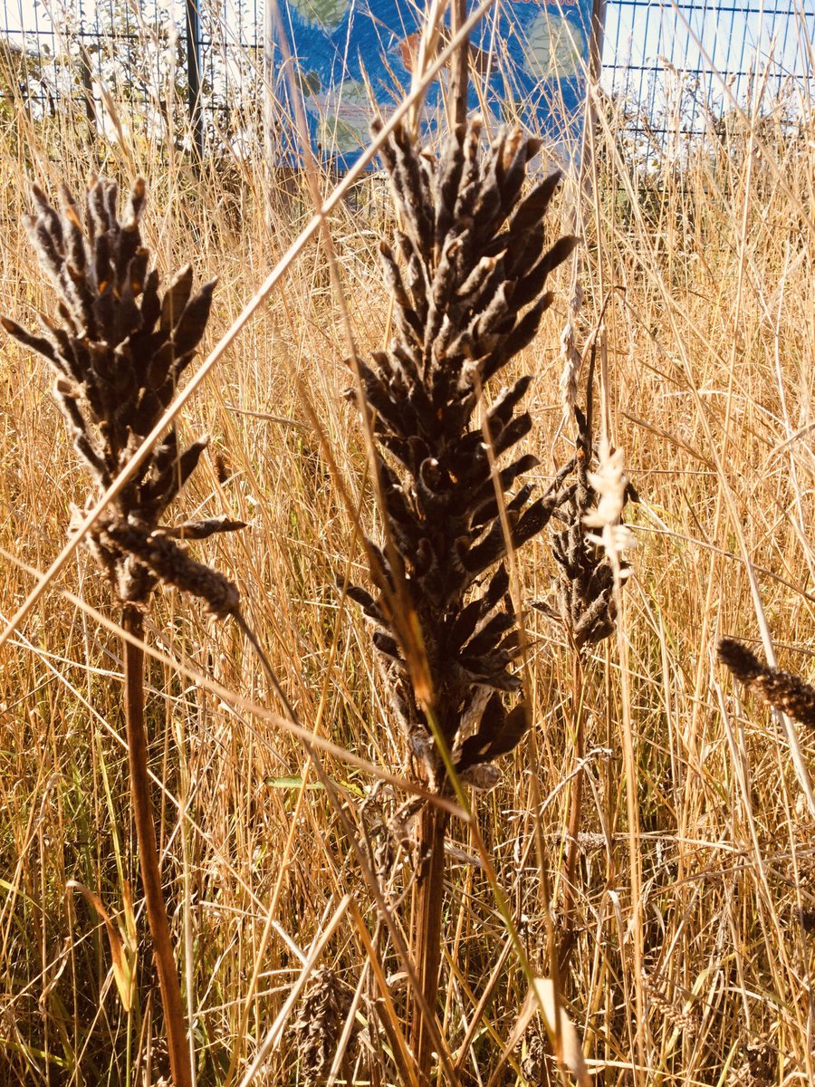 HTAClass1F's tweet photo. As today is the first day of Autumn we went out to Ecoland to investigate how the world around us is changing. We found berries, mushrooms and sycamore seeds. The grass looked long and dry and the leaves on the trees are starting to change colour . It looked very beautiful. https://t.co/OfRMaNDCQp