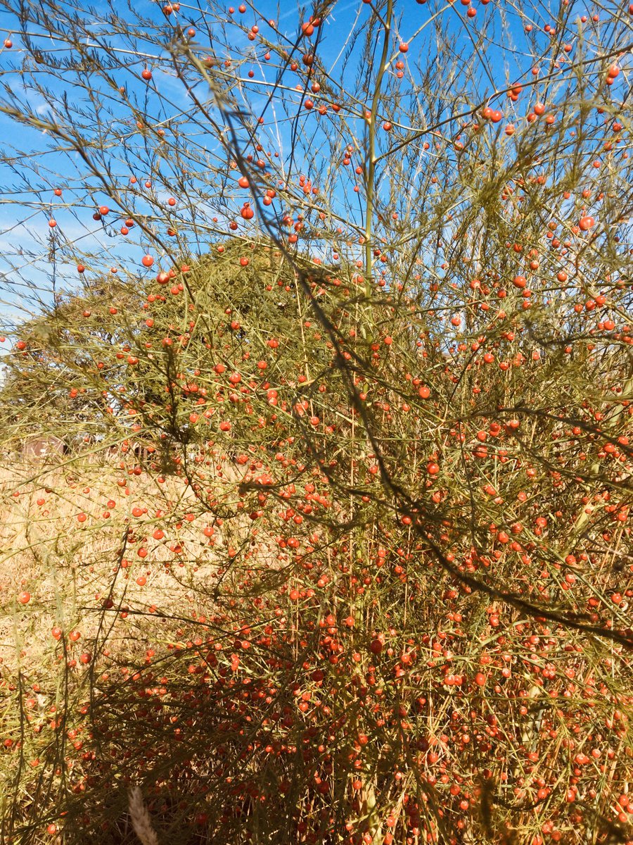 HTAClass1F's tweet photo. As today is the first day of Autumn we went out to Ecoland to investigate how the world around us is changing. We found berries, mushrooms and sycamore seeds. The grass looked long and dry and the leaves on the trees are starting to change colour . It looked very beautiful. https://t.co/OfRMaNDCQp
