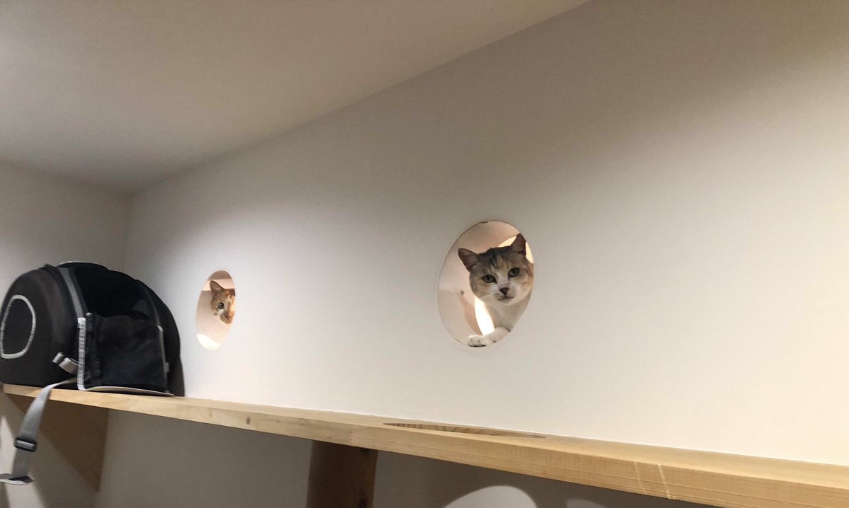 ひょっこり×🐱🐱