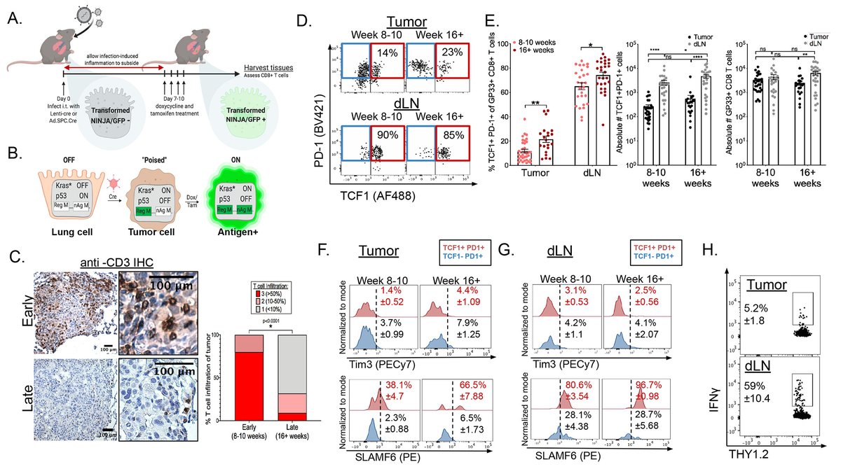 Journal for ImmunoTherapy of Cancer (@jitcancer) on Twitter photo Sep <a href="/sitcancer/">Society for Immunotherapy of Cancer</a> #JITC Editor reading list @CapitiniMD <a href="/UWCarbone/">UW Health | Carbone Cancer Center</a> #1 <a href="/SciImmunology/">Science Immunology</a> Reservoir stem-like CD8 cells in TDLN preserves anti-tumor immunity <a href="/KelliAConnolly/">Kelli Anne</a> <a href="/Joshilabyale/">Nik Joshi</a> <a href="/Cui_Lab/">Cui Lab (Weiguo Cui)</a> <a href="/KrishnaswamyLab/">Krishnaswamy Lab</a> Implications to overcome PD1 Ab resistance!
science.org/doi/10.1126/sc… Sep <a href="/sitcancer/">Society for Immunotherapy of Cancer</a> #JITC Editor reading list @CapitiniMD <a href="/UWCarbone/">UW Health | Carbone Cancer Center</a> #1 <a href="/SciImmunology/">Science Immunology</a> Reservoir stem-like CD8 cells in TDLN preserves anti-tumor immunity <a href="/KelliAConnolly/">Kelli Anne</a> <a href="/Joshilabyale/">Nik Joshi</a> <a href="/Cui_Lab/">Cui Lab (Weiguo Cui)</a> <a href="/KrishnaswamyLab/">Krishnaswamy Lab</a> Implications to overcome PD1 Ab resistance!
science.org/doi/10.1126/sc…