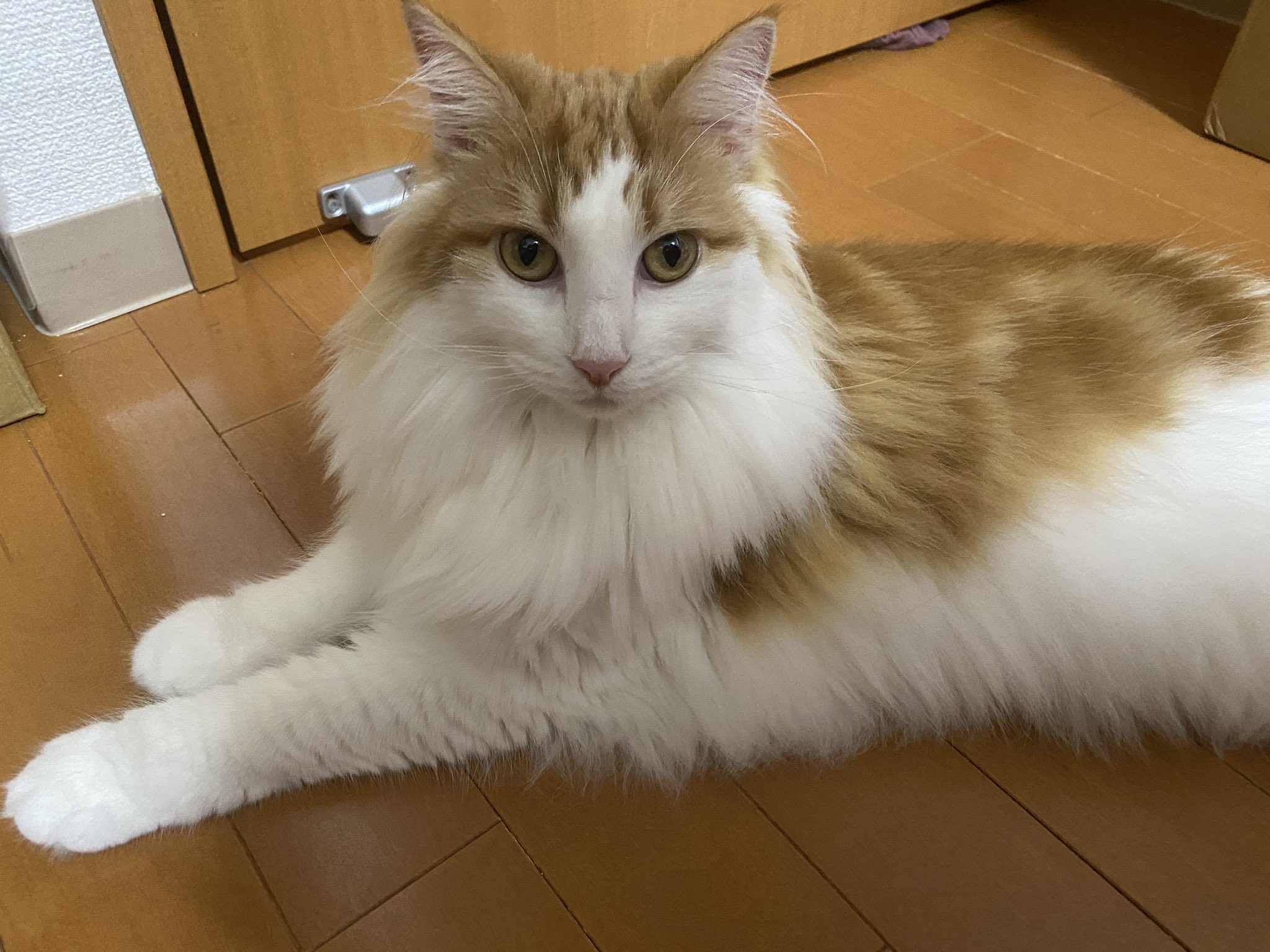 レッドタビーホワイト Twitter Search Twitter