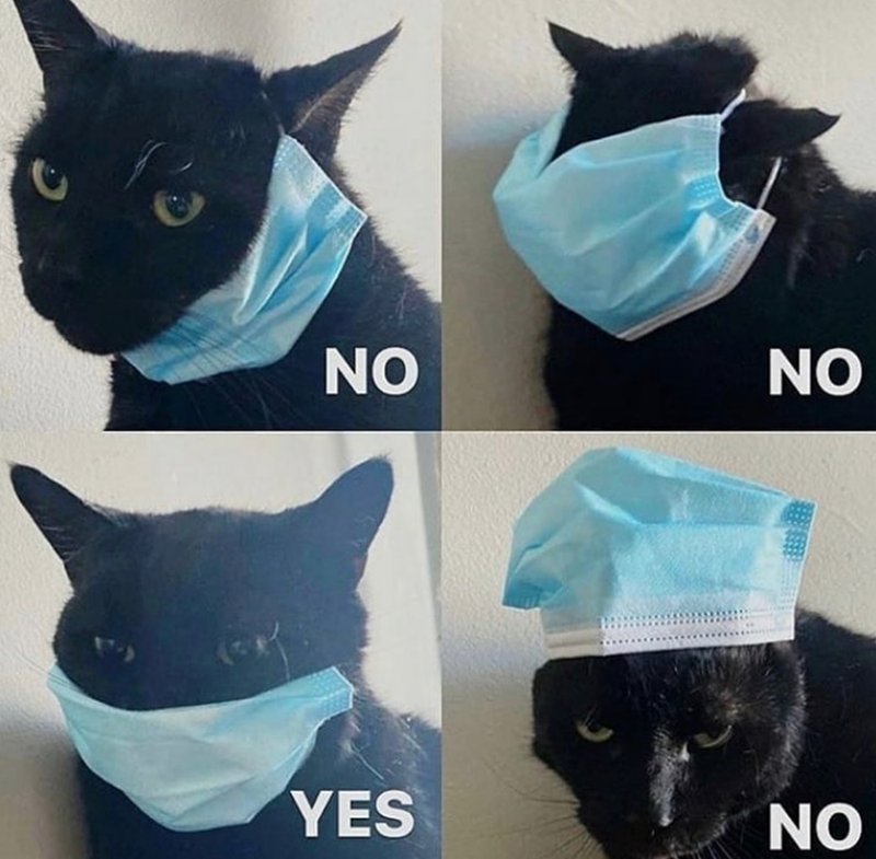 Vegancat Twitter Search Twitter Vegancat Twitter Search Twitter