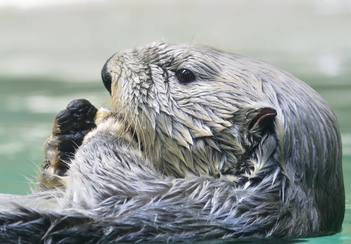モコスッ V Twitter ラッコって耳の形が特徴的 鳥羽水族館 ラッコ Seaotter T Co Sndchutlfl Twitter モコスッ V Twitter ラッコって耳の形が特徴的 鳥羽水族館 ラッコ Seaotter T Co Sndchutlfl Twitter