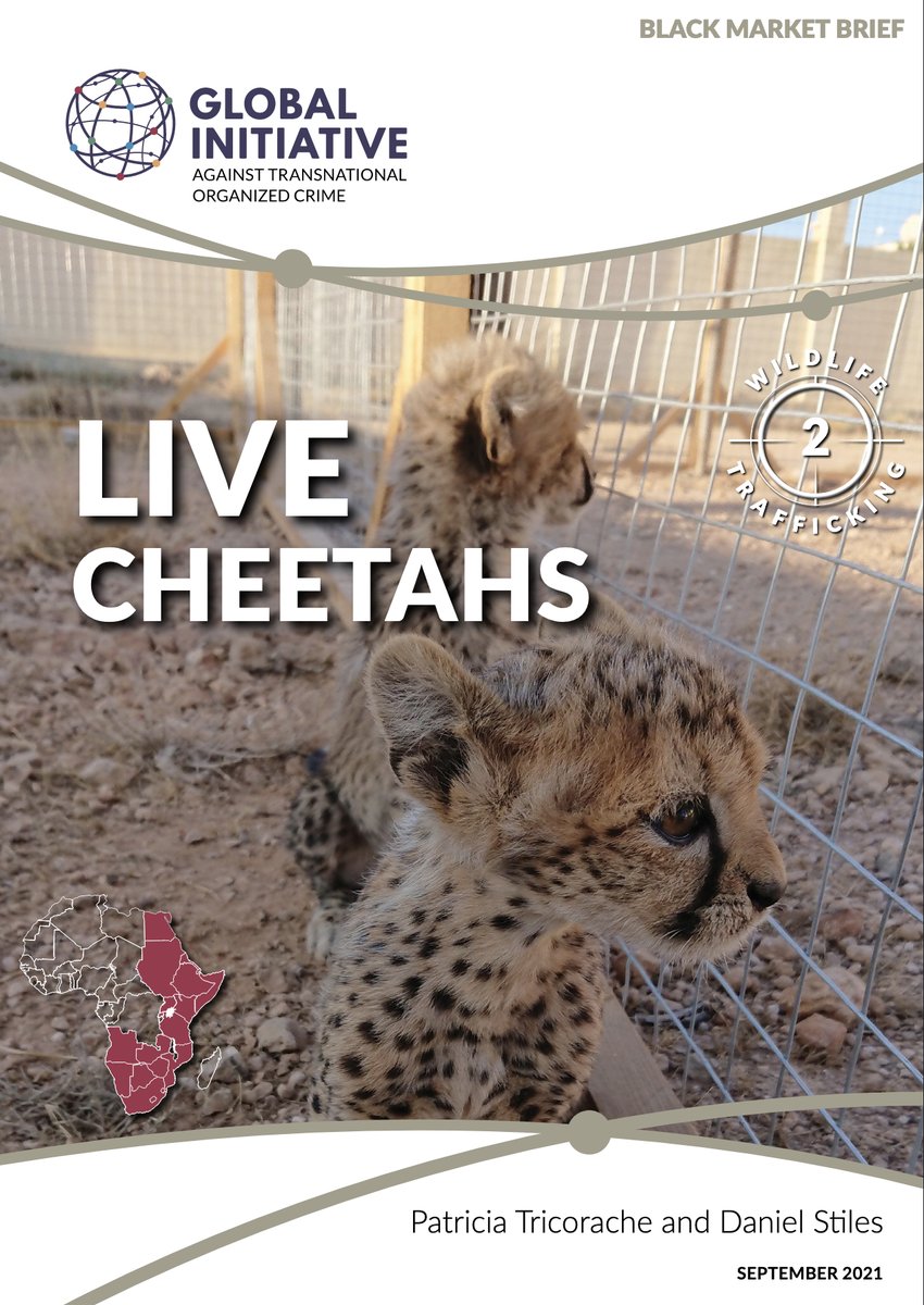 julianrademeyer's tweet photo. Out now: Wild #cheetah populations are in net decline. 300 cheetah a year are smuggled out of East Africa and the Horn – the main supply area – mainly as pets for the wealthy. Read the @GI_TOC Black Market Brief  by @CheetahsRWild &amp; @Kenyadan10 https://t.co/ZsgeNqya0h https://t.co/wkoU1tIMc2
