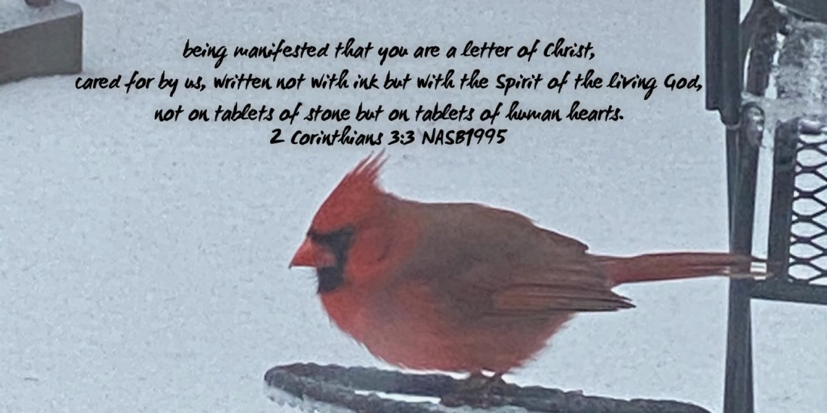 #2corinthians33 #wearelettersofChrist #writtenbytheHolySpirit #writtenonourhearts #cardinal #cardinalinthesnow