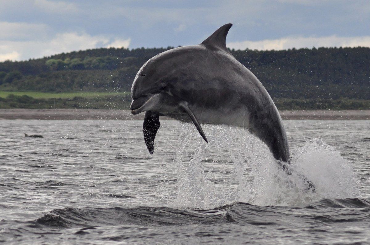 Do you know how many species of  🐳&amp;🐬 can be seen in the UK? 

Join us online for a Marine Mammal Surveyor course later this year &amp; find out! You'll also learn the skills needed to identify &amp; record cetaceans. Find out more &amp; book at orcaweb.org.uk/train

 📸Victoria Warren