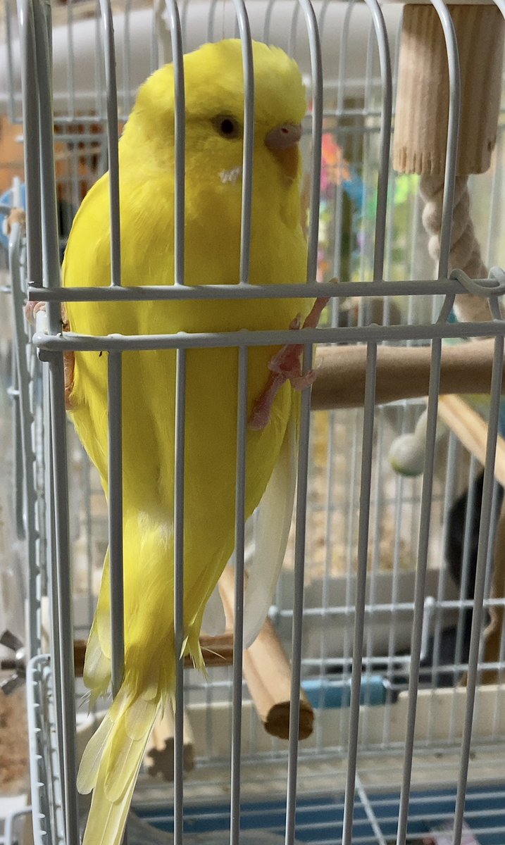 0_taco_0's tweet photo. 飼い主を監視するおむちゃん https://t.co/7v89S4yL3L