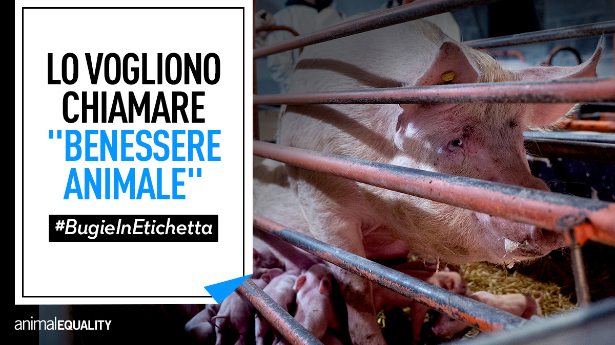 AE_Italia's tweet photo. Rinchiudere le scrofe in gabbia, non può essere una pratica etichettabile come “benessere animale”!

Fermiamo il nuovo progetto di certificazione proposto da @MinisteroSalute e @Mipaaf_. Aiutaci a farlo, continua a twittare con l’hashtag #BugieInEtichetta https://t.co/kn4SE7z8I8