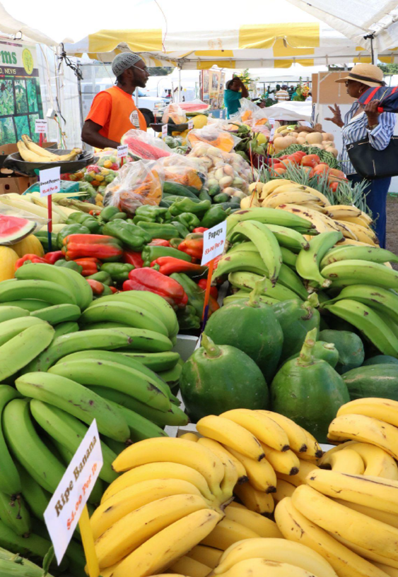 FAOInvest's tweet photo. Ready for #UNFSS with key findings coming out of the ongoing #FoodSystemsAssessment in many countries including Senegal, Zambia, and the Caribbean
Check it out๐https://t.co/OtrJtknMNl https://t.co/Ka2CfiSBn9