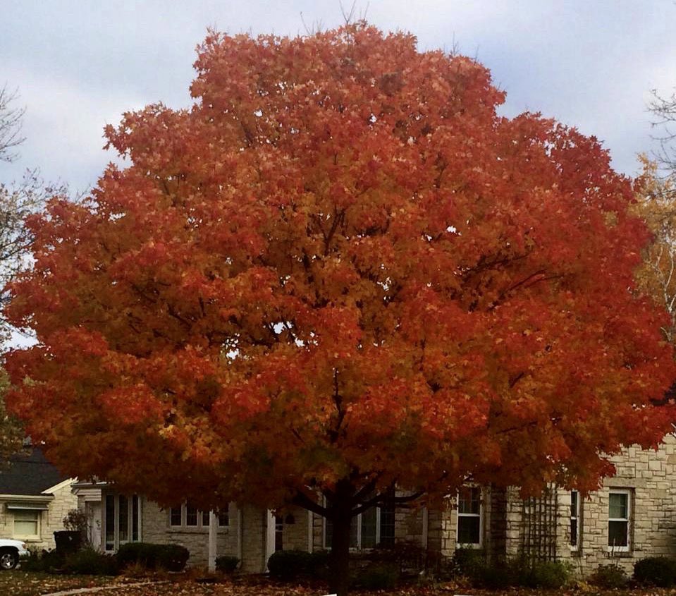 MadCollSAC's tweet image. Happy first day of autumn. 🍁