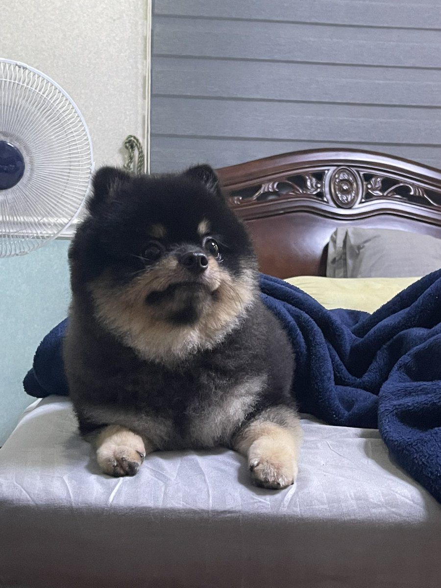mondd's tweet photo. Updating pinned doggo. Don’t grow up too fast pls. https://t.co/T4lil10jKP